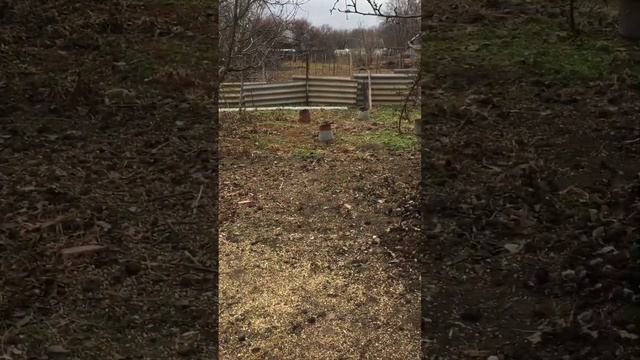 Сколько малины собрать в 22 году! Второй год плодоношения Малина полька. смотреть онлайн