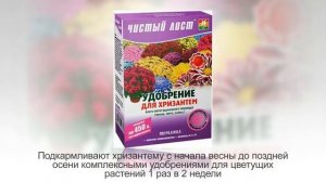 ХРИЗАНТЕМА в горшке | Правила ухода за ХРИЗАНТЕМОЙ в домашних условиях