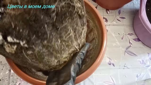 ФИНИКОВАЯ ПАЛЬМА.ПЕРЕСАДКА.