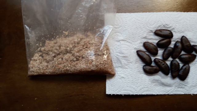 Стратифікація насіння АЗИМІНИ смотреть онлайн