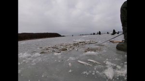 Зимняя рыбалка. Корюшка на махалки.