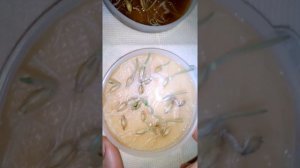 Всхожесть семян озимого ячменя!