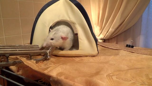 Крыс Алоизий тащит в дом санки / Rat Aloisius brings a sledge home смотреть онлайн