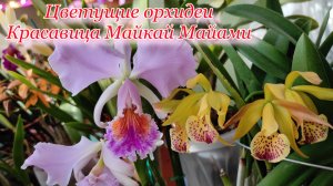 Еще одна порция орхидейных красок. Каттлея Mossiae голубая и многие другие