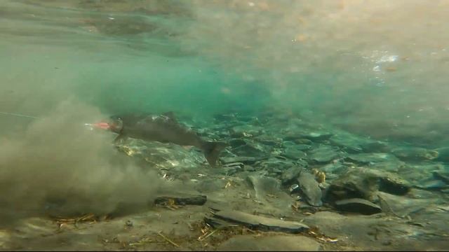 Сплав с рыбалкой на реке Быстрая #камчатка #рыбалка #сплав смотреть онлайн