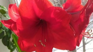 Нарцисс "Мартинет" в нагрузку, посмотрим что получится.