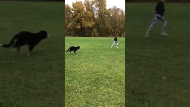 Berner Sennenhund Hubert-Spielen mit Ida❤️🐾