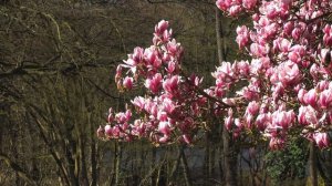 Когда цветет магнолия