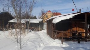 Ленинградская обл. Бор. Лыжи. Участок (11.03.2023).