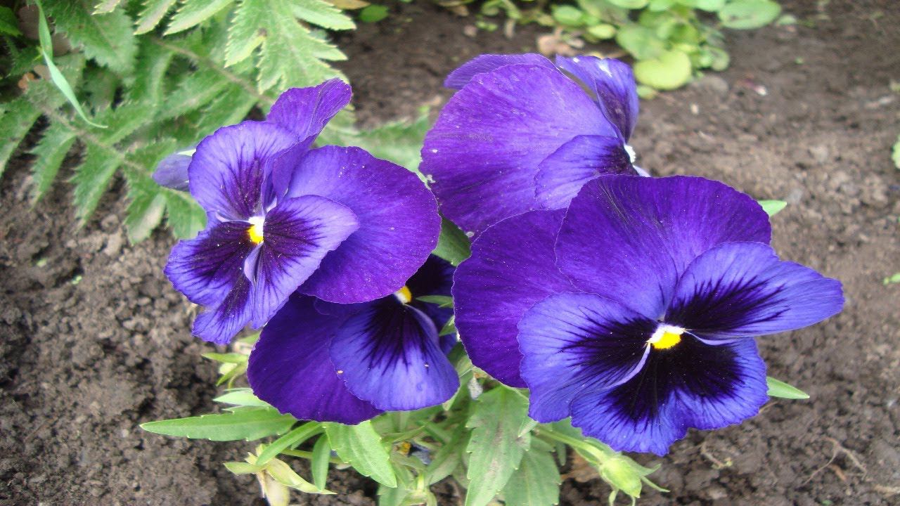 КОГДА И КАК СЕЯТЬ АНЮТИНЫ ГЛАЗКИ (ВИОЛУ) ЧТОБЫ ЗАЦВЕЛИ В ЭТОМ ЖЕ ГОДУ смотреть онлайн