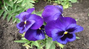 КОГДА И КАК  СЕЯТЬ АНЮТИНЫ  ГЛАЗКИ (ВИОЛУ) ЧТОБЫ  ЗАЦВЕЛИ В ЭТОМ ЖЕ ГОДУ