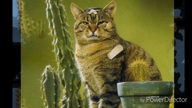 НЕВЕРОЯТНЫЕ И ИНТЕРЕСНЫЕ ФАКТЫ О КАКТУСАХ !!! ПРИГЛАШАЕМ НА ВЫСТАВКУ КАКТУСОВ !!!