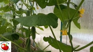 Пустоцвет на огурцах. Памятка огороднику.