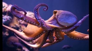 Гигантский осьминог