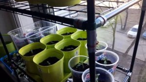 Мини ПАРНИК для РАССАДЫ. ПЛЮСЫ и МИНУСЫ. ТопСад