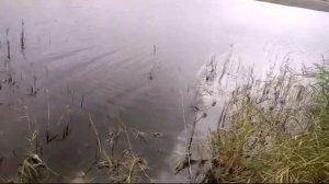 Рыбалка на самодельную вершу кубрь
