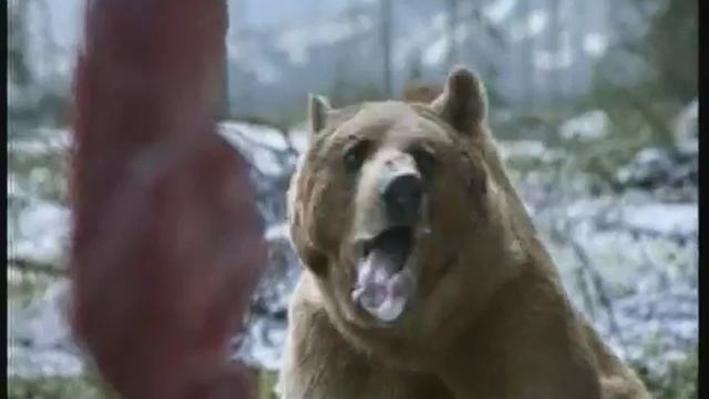 Реклама Доширак: Что едят медведи? Доширак!
