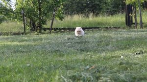 Померанский шпиц (Карликовый, микро)