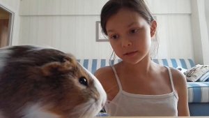 Моё первое видео на этом канале. Как обучить морскую свинку откликаться на её (его) кличку?