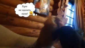 Ли Сяо / Alice the Fox Алиса Лиса (Яростная оборона дивана)