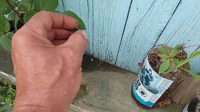 Красные листья у розы, смотреть онлайн