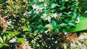 Abelia Grandiflora | Australian Flowers | Autumn 2021