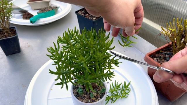 Бонсай из Крассулы Толстянки - Crassula tetragona обрезка, пересадка, уход и формирование