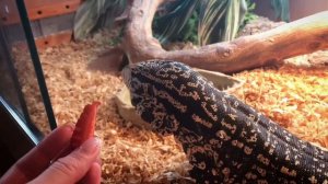 Черно-белый тегу