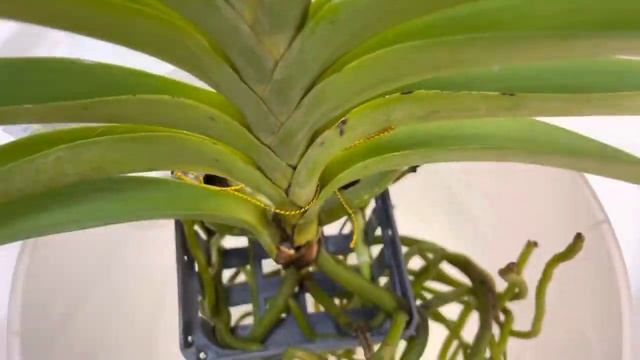 орхидея ВАНДА❗️простой и БЫСТРЫЙ способ посадки. Как посадить Ванду. смотреть онлайн