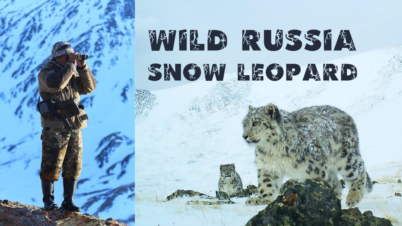 Фото охота на снежного барса в Горном Алтае (Дикая природа России) Сайлюгемский национальный парк. смотреть онлайн