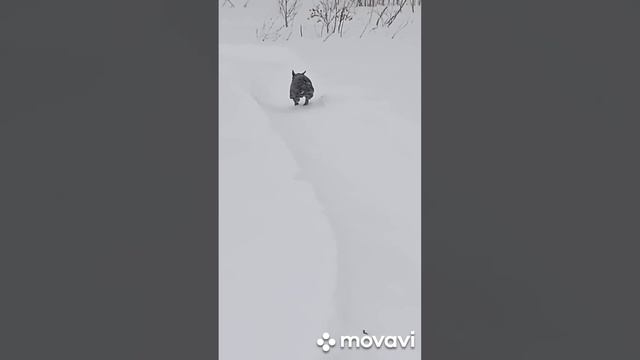 У нас метёт целый день, но как бы я не хотела всё равно гуляем 😅😅😅 смотреть онлайн