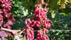 Виноград Катруся Каховская ( Тропиканка ) и Коронный . 2021г.