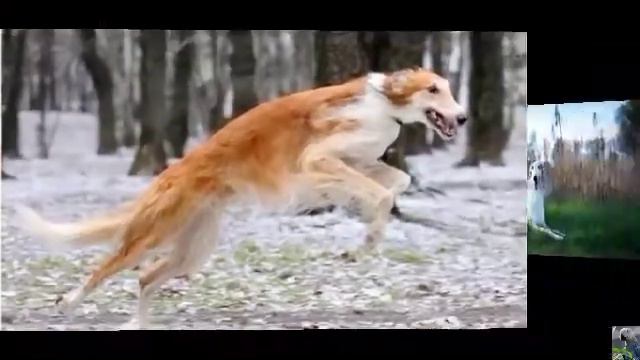 Русская псовая борзая
