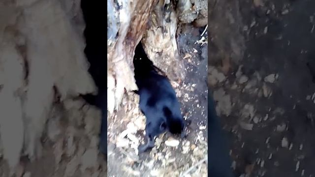 это крот или собака смотреть онлайн