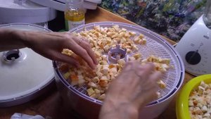 Трутовик серно-желтый: моем, сушим, варим, морозим. 10.06.20