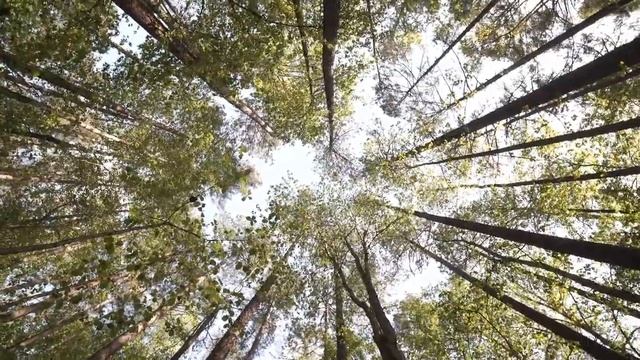 Hypnosis to Grow Healthy Hair - 432 Hz смотреть онлайн