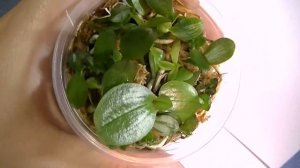 Детки орхидеи фаленопсис//орхидеи из семян