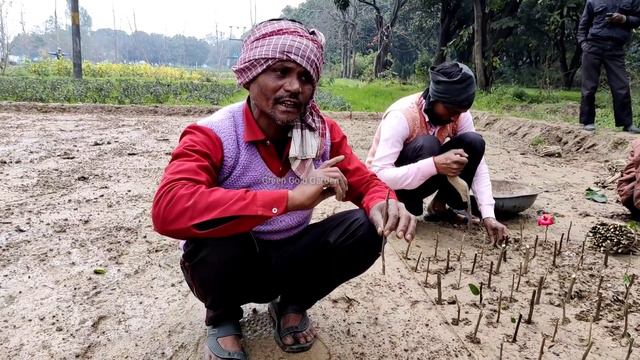 माली की तरह लगाओ बोगनविलिया की कटिंग तुरंत लगेगी