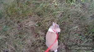 Сколько живут кролики?