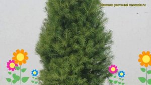 Ель сизая Коника. Краткий обзор, описание характеристик, где купить саженцы picea glauca Conica