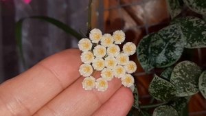 Цветение хойи Лакуноза "эскимо "