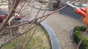 Абрикос. ОБРЕЗКА АБРИКОСА. Как обрезать сохраняя урожай.