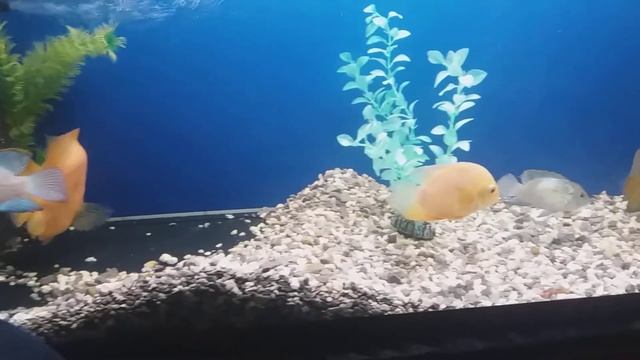 Рыба папугай-Нерест смотреть онлайн