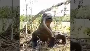 Комодский варан перекусил.