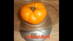 10 сортов томатов желтого и оранжевого цвета