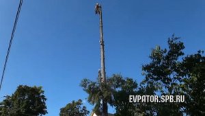 Спил, валка дерева частями в Санкт-Петербурге и Ленинградской области.
