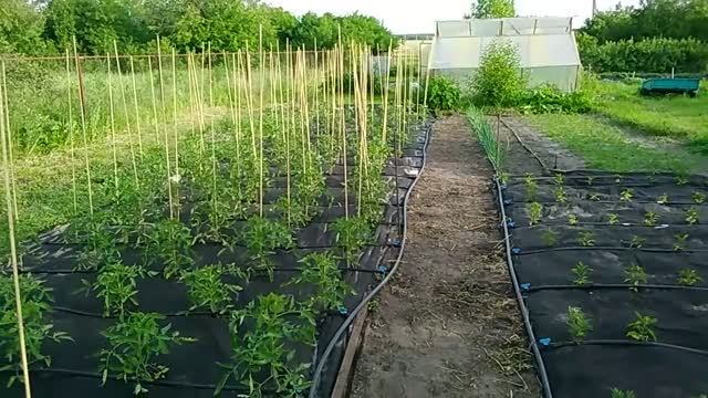 Мои помидоры как козы. Требуют кол и обрезку смотреть онлайн