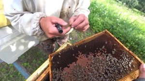 ШЕСТИРАМОЧНИКИ, Облёт маток