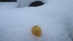 Что будет если: смешать спичечную серу и бенгальский огонь.