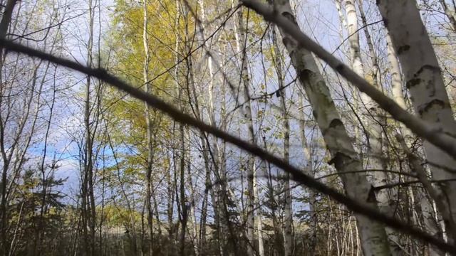 Грибна історія-2. Leccinum aurantiacum. Брусин, Лиман, Слов'янськ. смотреть онлайн